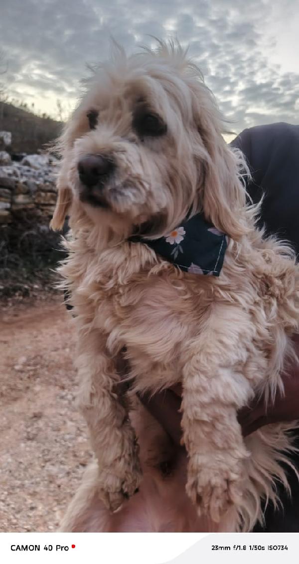 Snoopy, tenero meticcio Foto 2